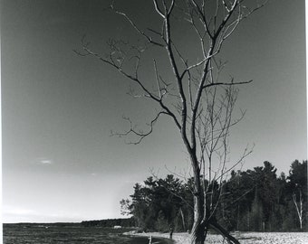 Old Tree on the beach