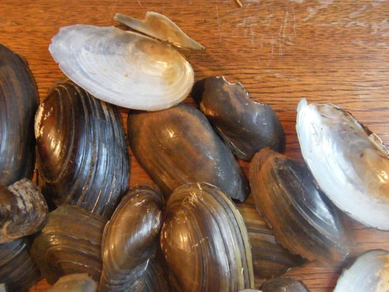 Nova Scotia Freshwater Clam Shell Pieces 5 Ounces Etsy