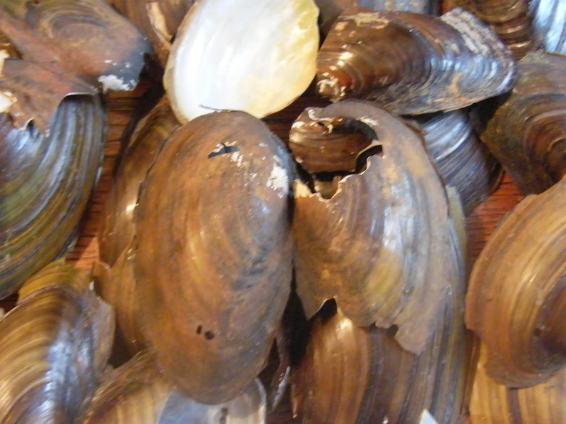 Nova Scotia Freshwater Clam Shell Pieces 5 Ounces Etsy