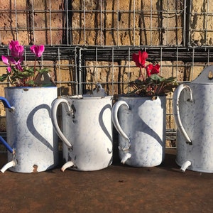May include: Four vintage white enamel watering cans with blue accents, each with a different flower plant inside. The cans have a spout and a handle. The cans are sitting on a rusty metal surface in front of a brick wall with a wire mesh.