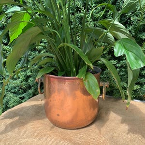 Peut inclure: Un cache-pot rond en cuivre avec une finition métallique lisse et deux poignées latérales en forme d'anneau. Le cache-pot contient une plante de lys de la paix verte et luxuriante avec de longues feuilles pointues.
