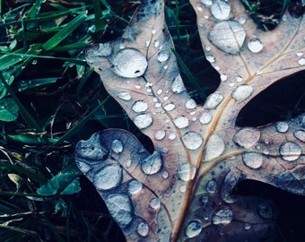 Dewy Leaf Photograph