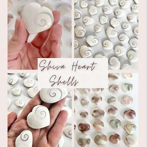 Shiva Heart Shells, Pastel Backs, Crystal Carving, Pocket Stone, Gifts for Her image 1