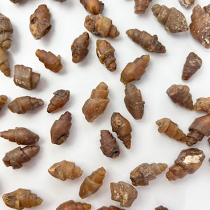 May include: A collection of small, brown, spiral-shaped seashells. The shells are arranged on a white background.