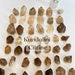see more listings in the Rough Specimens section