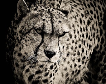 Cheetah ~ Black and White ~ Digital Download ~ Photograph ~ Nature Animal Wildlife Photography ~ Digital Art ~ Wall Art ~ Print~ Picture