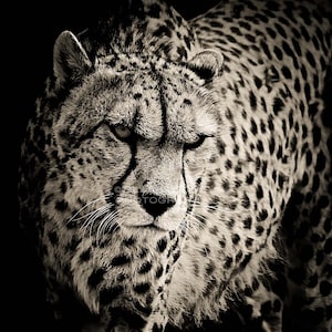 Cheetah Black and White Digital Download Photograph Nature Animal Wildlife Photography Digital Art Wall Art Print Picture image 1