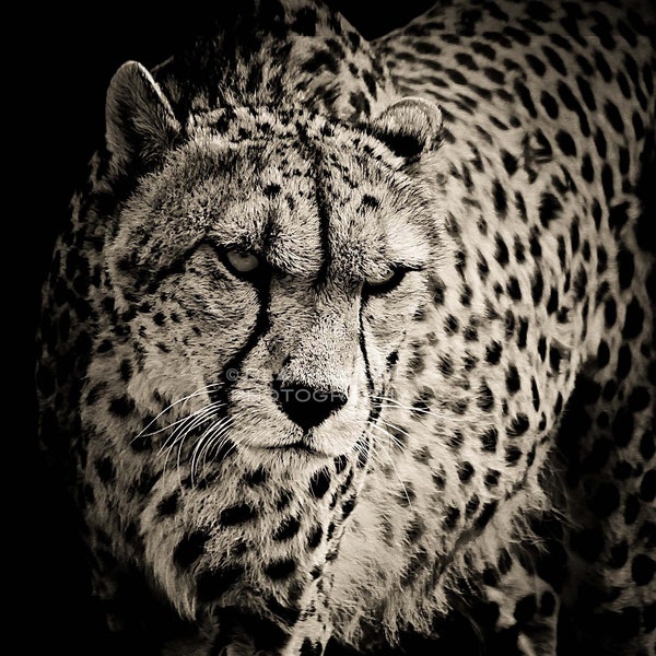 Cheetah ~ Black and White ~ Digital Download ~ Photograph ~ Nature Animal Wildlife Photography ~ Digital Art ~ Wall Art ~ Print~ Picture