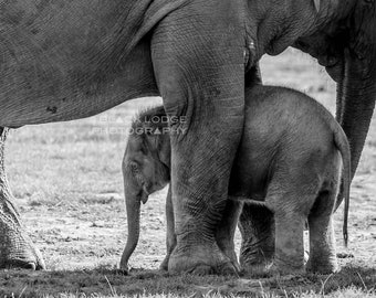 Peut inclure: Photographie en noir et blanc d'un éléphant adulte et d'un éléphanteau se tenant côte à côte. Le petit est partiellement caché sous les pattes de l'adulte. La photo est prise à l'extérieur, dans une zone herbeuse.