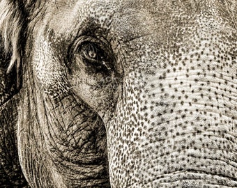 Elephant ~ Portrait ~ Black and White ~ Digital Download ~ Photograph ~ Nature Animal Wildlife Photography ~ Digital Art ~ Wall Art ~ Print~