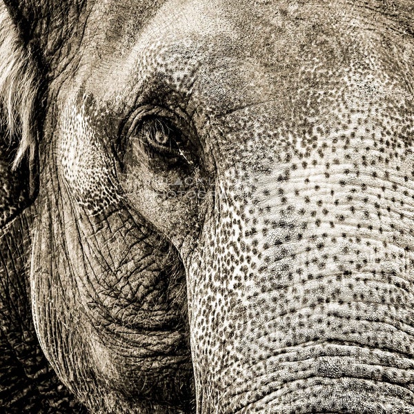 Elephant ~ Portrait ~ Black and White ~ Digital Download ~ Photograph ~ Nature Animal Wildlife Photography ~ Digital Art ~ Wall Art ~ Print~