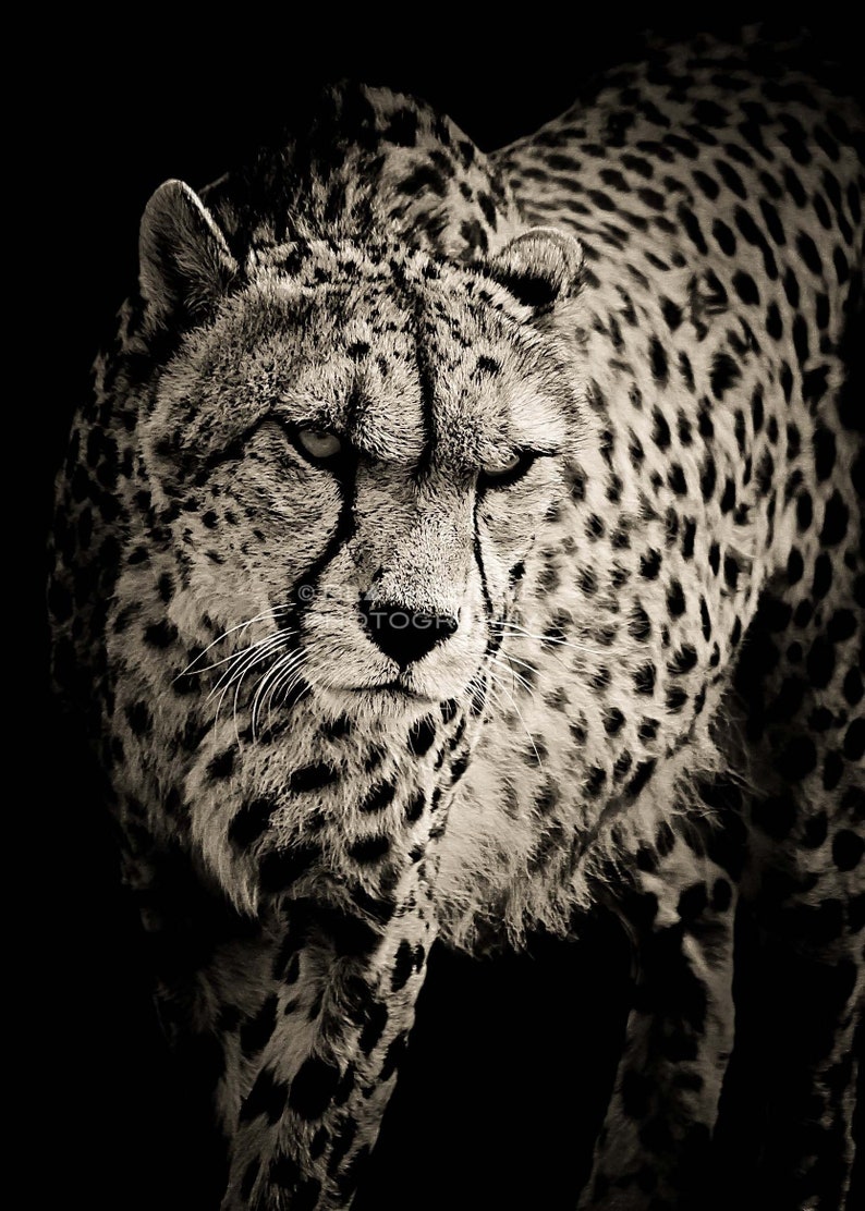 Cheetah Black and White Digital Download Photograph Nature Animal Wildlife Photography Digital Art Wall Art Print Picture image 1