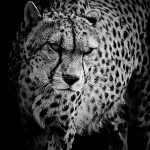 Cheetah Black and White Digital Download Photograph Nature Animal Wildlife Photography Digital Art Wall Art Print Picture image 2