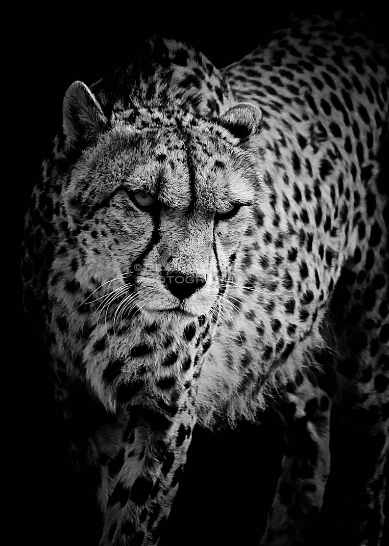 Cheetah Black and White Digital Download Photograph Nature Animal Wildlife Photography Digital Art Wall Art Print Picture image 2