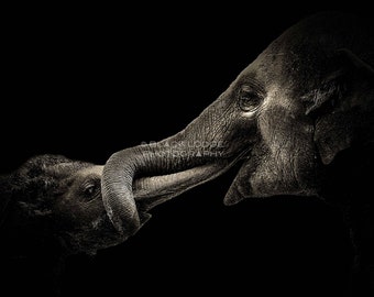 Elephants ~ Trunks ~ Black and White ~ Digital Download ~ Photograph ~ Nature Animal Wildlife Photography ~ Digital Art ~ Wall Art ~ Print~