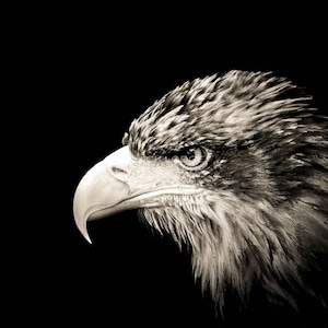 Eagle ~ Portrait ~ Black and White ~ Digital Download ~ Photograph ~ Nature Animal Wildlife Photography ~ Digital Art ~ Wall Art ~ Print~