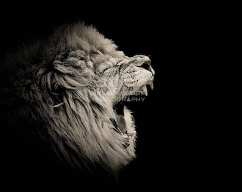 Lion ~ Male ~ Black and White ~ Digital Download ~ Photograph ~ Nature Animal Wildlife Photography ~ Digital Art ~ Wall Art ~ Print~ Picture