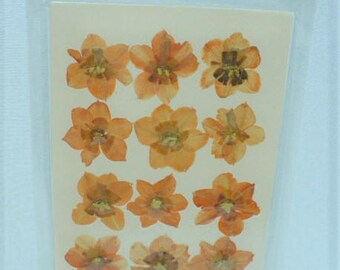 Real press flower daffodil orange
