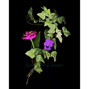Zinnie Foto, Englisch Efeu Foto, Stiefmütterchen Foto, blumenfotografie, Scanner Blumenkunst, Wohnkultur, Blumen Kunstdruck, Natur-Foto, Kunstdruck