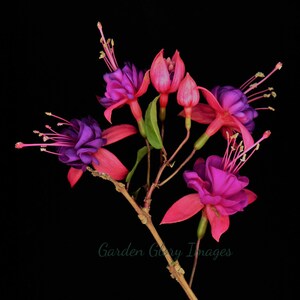 Flower photo, Fuchsia, pink, purple, flower photography, nature photo, wall art, home decor, wall art print, romantic gift