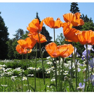 Flower photo, poppy flower photo, nature photo, nature photography, flower wall art, wall art, home decor, nature lovers gift