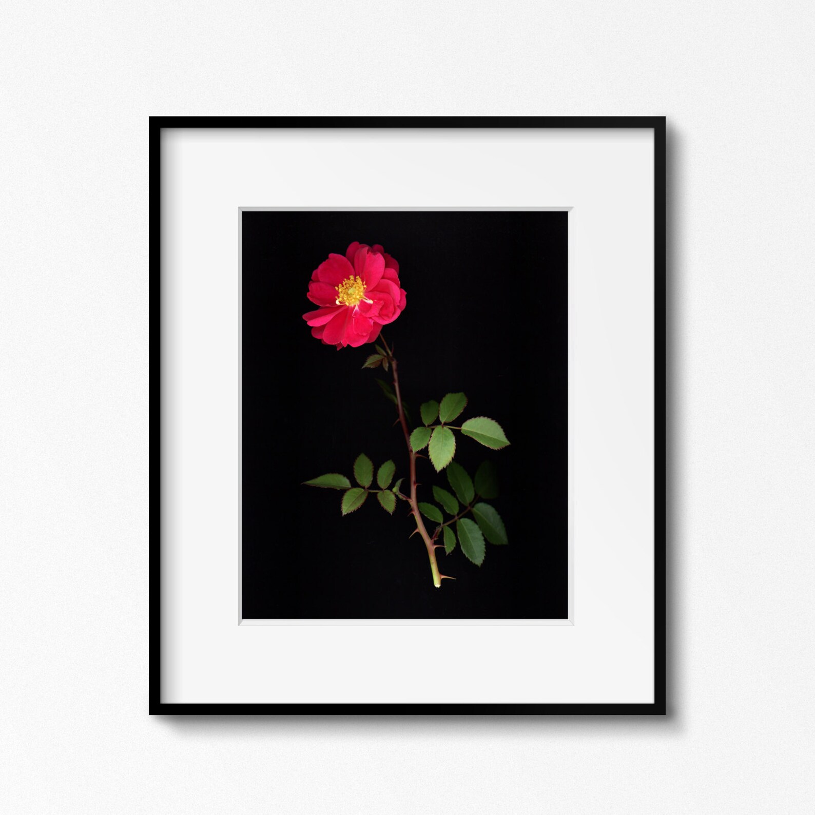 Red Rose Photo, Flower Photography, Rose Photo, Minimalist Flower Photography, Red, Green, Wall