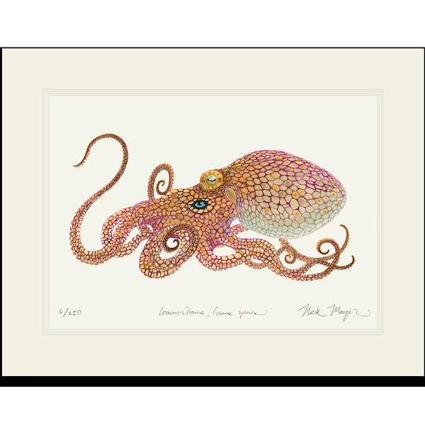 Two Spot Octopus Art Limited Edition Signed Print