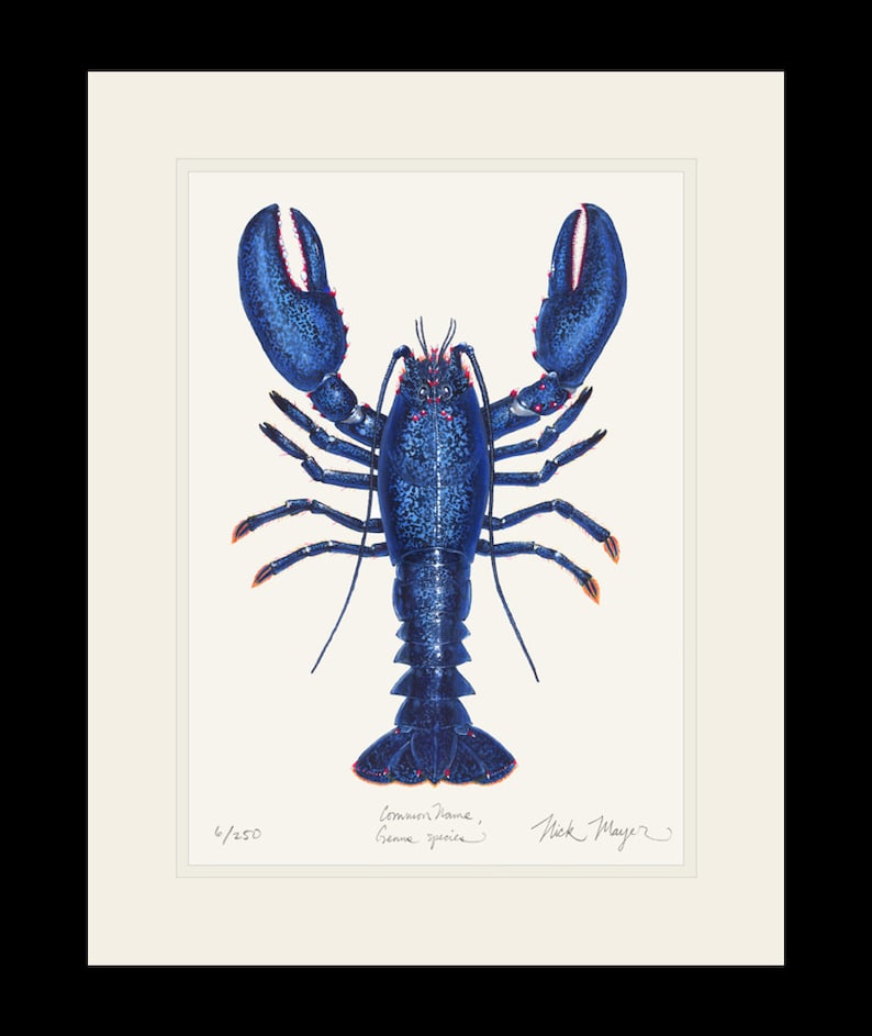 Blue Lobster Limited Edition Signed Print