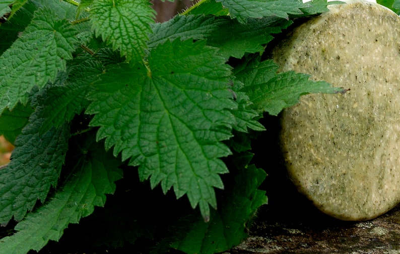 Shampoo Bar Nettle with Oats Flax Peppermint and Tea Tree. The Best Natural Shampoo (and Conditioner) in Wales