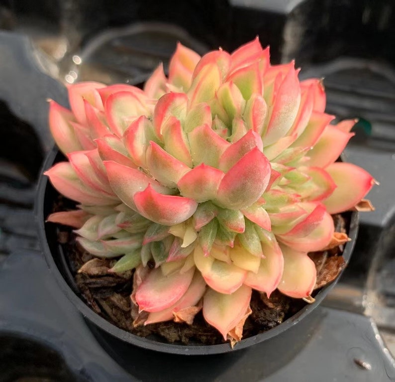 wy55Echeveria Mebina Variegated Cluster wy55Echeveria Mebina Variegated Cluster