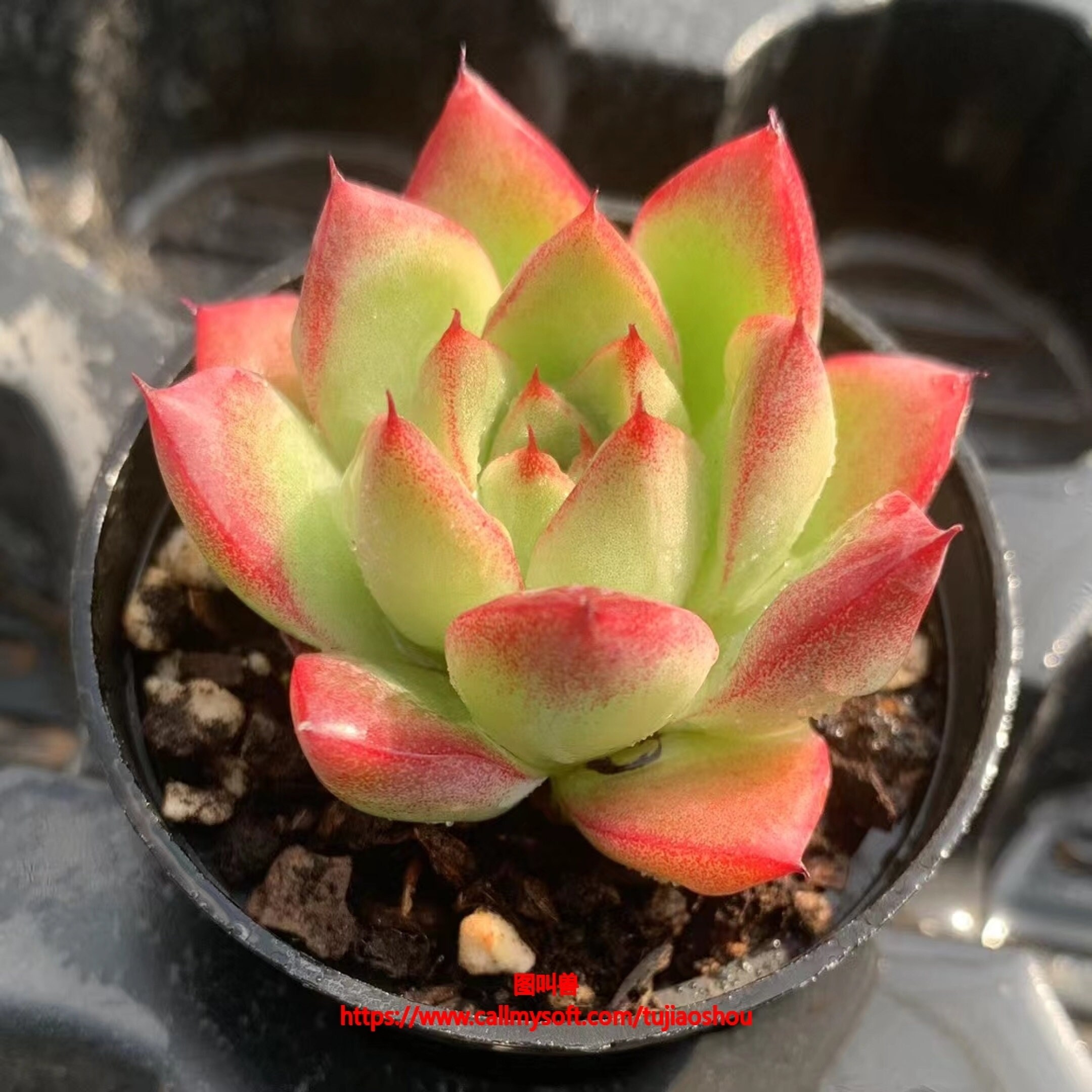 Echeveria Dream Queen Succulent Live Plant Gardening Etsy
