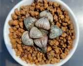 H138Haworthia splendens 39 Horikawa Rare Succulent Live Plant 3 39 pot