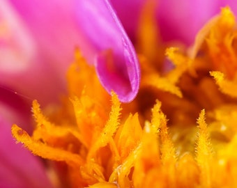 Above-Sea Beauty - Detailed Dahlia Flower, Fine Art, Macro Photography Print, Golden Orange, Pink, Gift, Wall Art, Nursery, Home Decor