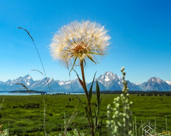 Mountaintop Wishes I - Macro Flower Tetons Fine Art Photo Print, Metal, Canvas, Inspiring Minimal Large Poster Decor Zen Boho Botanical