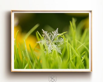 Freshly Frozen - Real Snowflake Macro Photography Fine Art Print, Rare Unique Gift, Christmas, Mountain Decor Winter Science Wall Art, Green