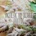 AstilbeMyHeartPhotos