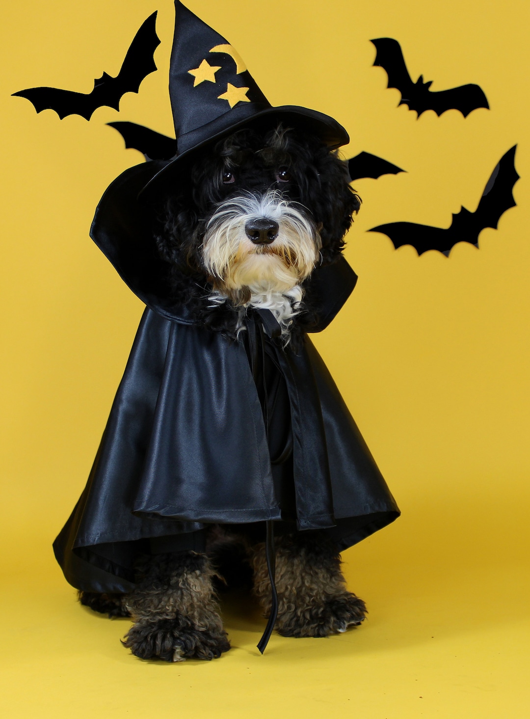Witch Dog Costume Ensemble - Etsy