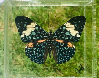 3" x 3" Butterfly Framed, (Peru),butterfly display, framed butterflies, mounted butterflies, art, preserved butterfly