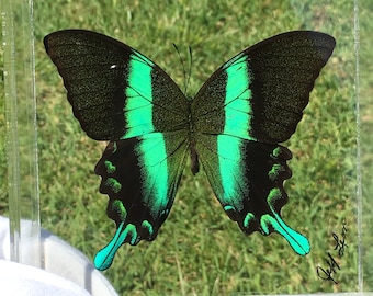 5" x 5" Papilio Blume (Indonesien), Weihnachtsspecial