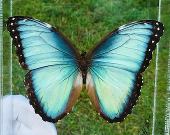 5"X5" Großer Dschungelblauer Morpho Helenor (Costa Rica)