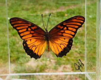 3" x 3" Butterfly Framed (Dione Moneta) Peru