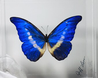 5" x 7" Schmetterling gerahmt, Morpho Helena