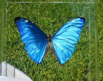 5" x 5" echter gerahmter Schmetterling, Blauer Morpho Adonis (Peru)