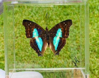 3" x 3" Butterfly Framed, DOXOCOPA LAVINIA (Peru),butterfly display, framed butterflies, mounted butterflies, art, preserved butterfly