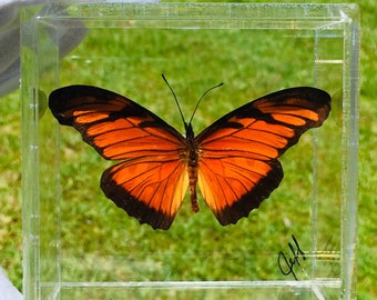 3" x 3" Butterfly Framed (Dione Moneta) Peru