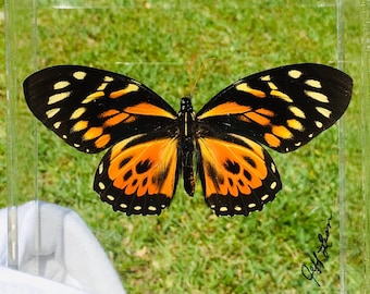 5" x 5" großer echter Schmetterling gerahmt - Papilio zagreus (Peru)