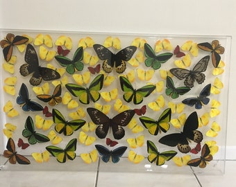 40" X 24" Real Butterfly Framed