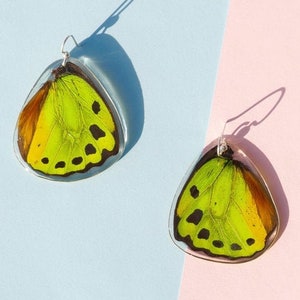 Real Butterfly earrings/ Real preserved laminated resining Butterfly Ear Dangles/ 925 sterling silver/ Ornithoptera priamus
