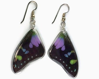 Real Butterfly earrings/ Graphium weiskei/ Real preserved laminated resining Butterfly Ear Dangles/ 925 sterling silver/, butterfly wing