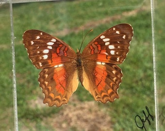 3" x 3" Butterfly Framed, ANARTIA AMATHEA (Peru),butterfly display, framed butterflies, mounted butterflies, art, preserved butterfly